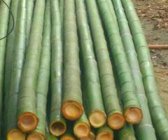 Vendo canne di bambù bambu con diametro da 1 cm. fino a 10 cm.